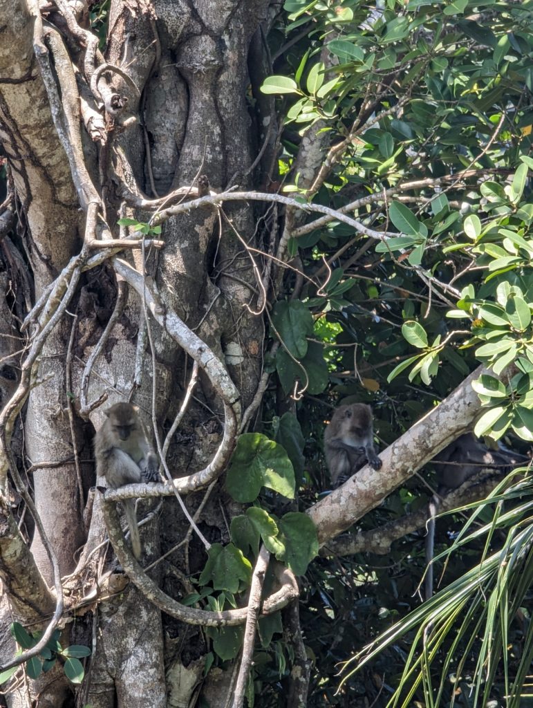 Wandelen naar het Jungle Viewpoint - Wandelen op Koh Mook, Thailand