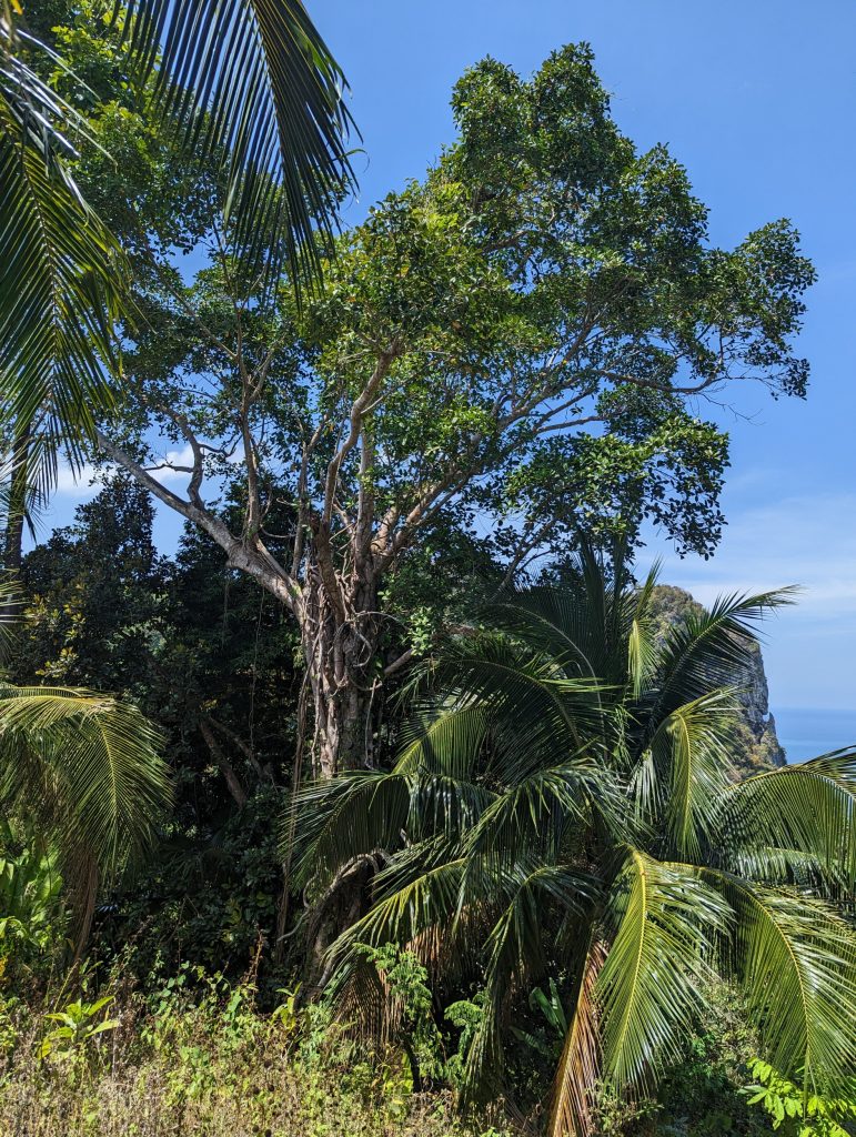 Wandelen naar het Jungle Viewpoint - Wandelen op Koh Mook, Thailand