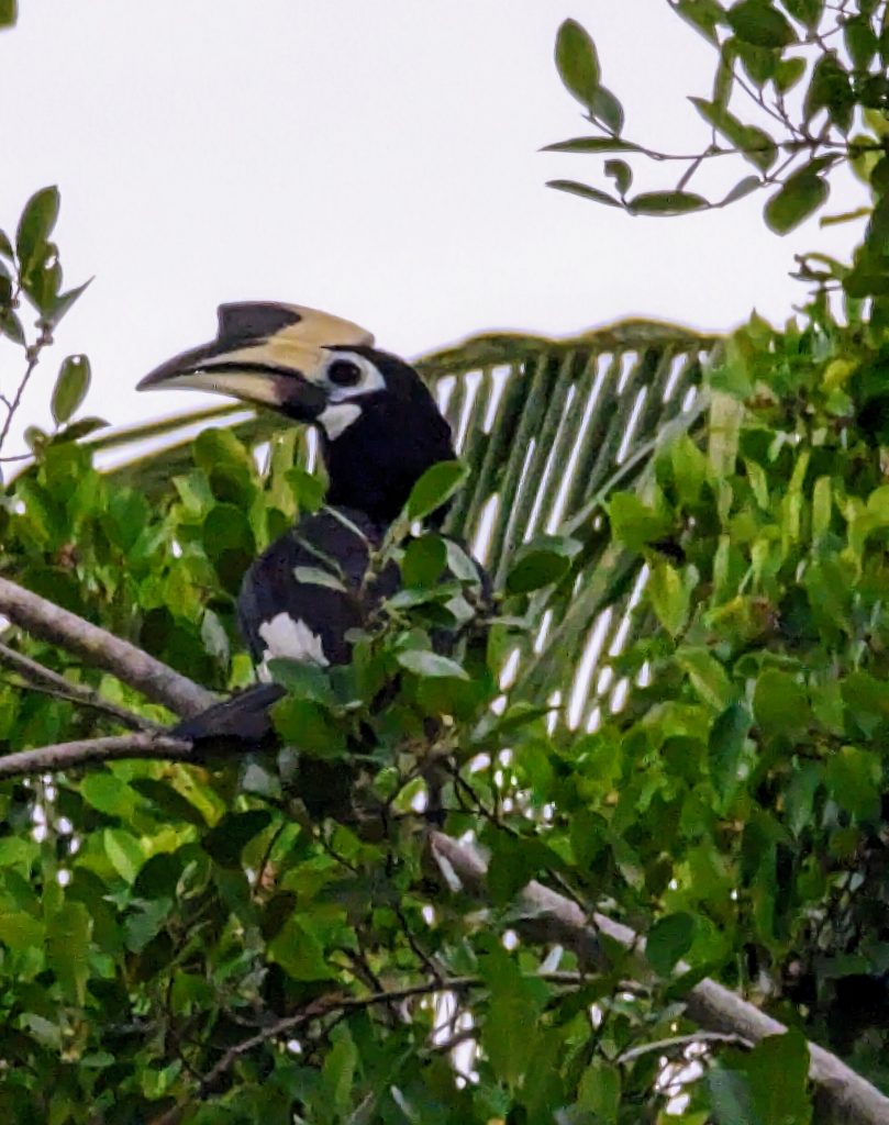 Vogels spotten op Koh Mook - Thailand