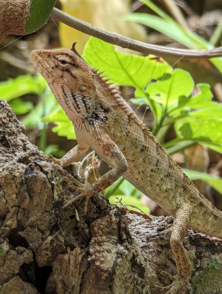 Vlinders en reptielen op weg naar Ao Lo Dung Beach - Koh Mook Vlinders en reptielen op weg naar Ao Lo Dung Beach - Koh Mook