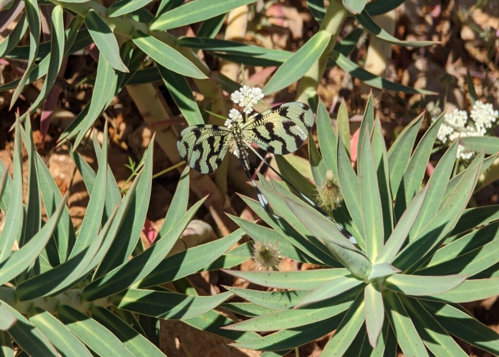 Wildlife op de Lycian Way etappe 2 en 3 - Zinvol Reizen Wildlife op de Lycian Way etappe 2 en 3 - Zinvol Reizen