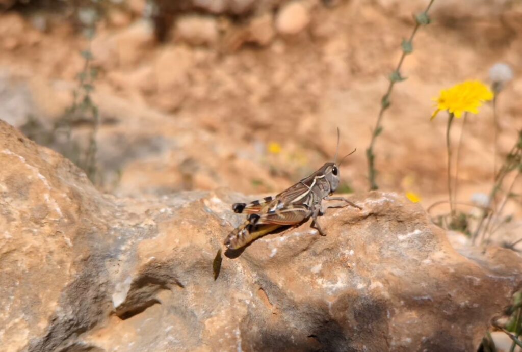 Wildlife op de Lycian Way etappe 2 en 3 - Zinvol Reizen Wildlife op de Lycian Way etappe 2 en 3 - Zinvol Reizen