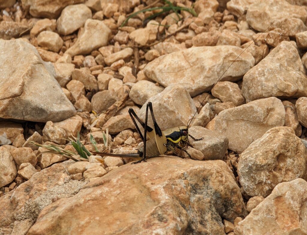 Wildlife op de Lycian Way Wildlife op de Lycian Way