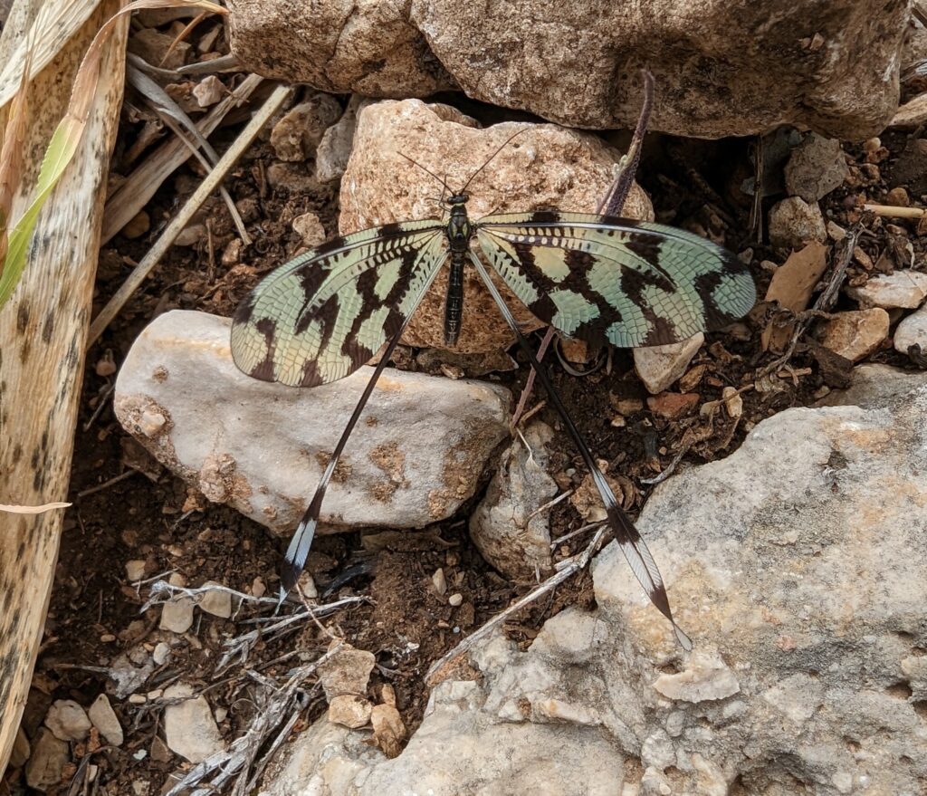 Stukje op de Lycian Way naar de Sleeping Giant - Wandelen in Kaş aan de Lycische Kust - TUrkije Stukje op de Lycian Way naar de Sleeping Giant - Wandelen in Kaş aan de Lycische Kust - TUrkije