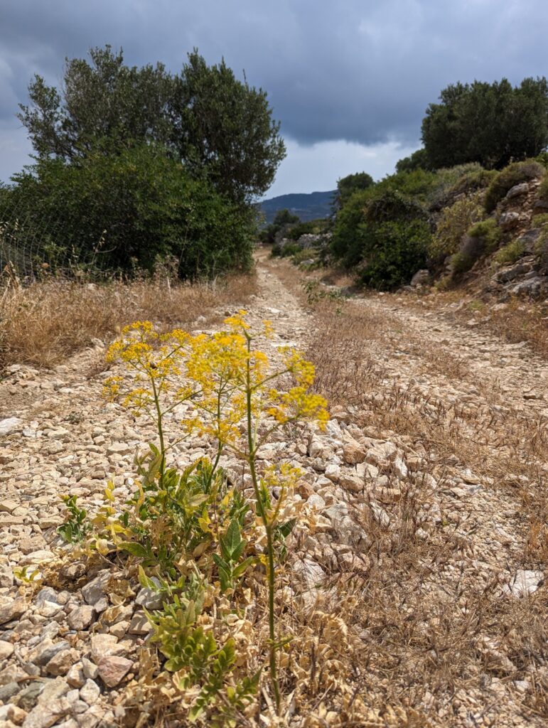 Op weg naar Menetes - Dag 1 wandelen op Karpathos Op weg naar Menetes - Dag 1 wandelen op Karpathos