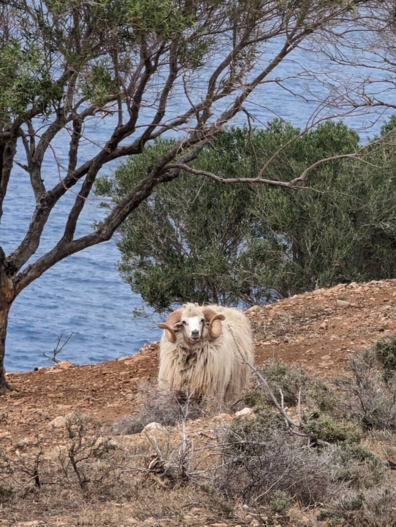 Flink ram net buiten Pigadia, Karpathos - Griekenland