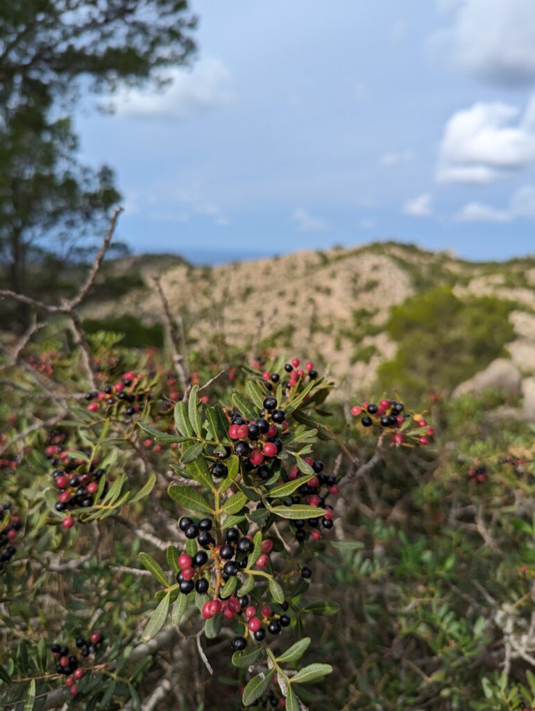 Wandelen op de Serra Tramuntana op Mallorca - De lange afstand wandeling GR221 op Mallorca - Spanje Wandelen op de Serra Tramuntana op Mallorca - De lange afstand wandeling GR221 op Mallorca - Spanje