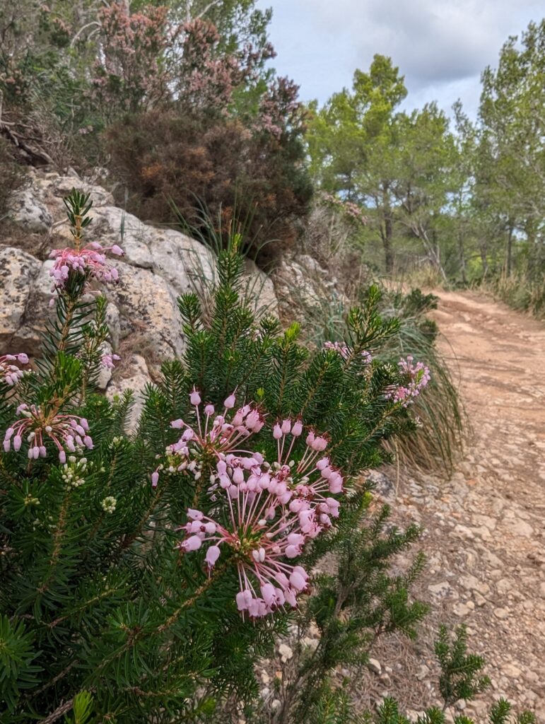 Wandelen op de Serra Tramuntana op Mallorca - De lange afstand wandeling GR221 op Mallorca - Spanje Wandelen op de Serra Tramuntana op Mallorca - De lange afstand wandeling GR221 op Mallorca - Spanje