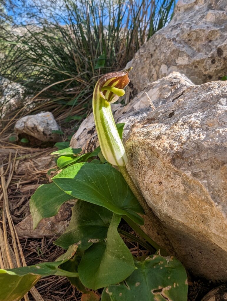 Flora & Fauna op de GR221 - Mallorca Flora & Fauna op de GR221 - Mallorca