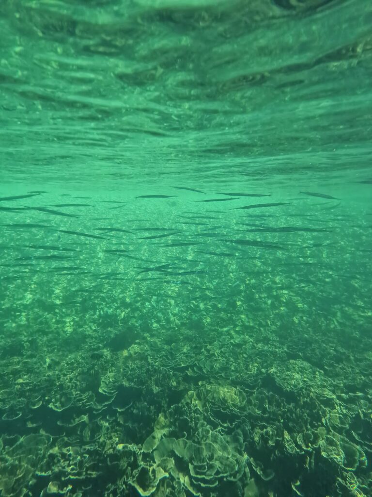 Zoveel vissen te zien tijdens het snorkelen bij Bar Alhikman - Oman