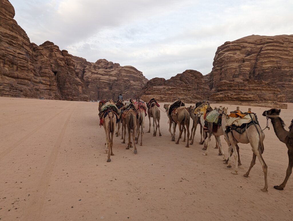 Zinvol Reizen - Kamelen in de woestijn van Jordanie