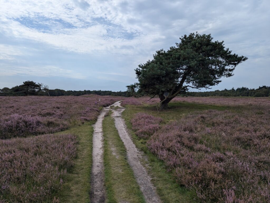 De Paarse heide in natuurpark De Drentsche Aa Pieterpad etappe 4 Zuidlaren naar Rolde De Paarse heide in natuurpark De Drentsche Aa Pieterpad etappe 4 Zuidlaren naar Rolde