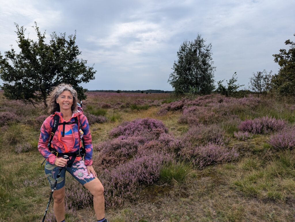 De Paarse heide in natuurpark De Drentsche Aa Pieterpad etappe 4 Zuidlaren naar Rolde De Paarse heide in natuurpark De Drentsche Aa Pieterpad etappe 4 Zuidlaren naar Rolde