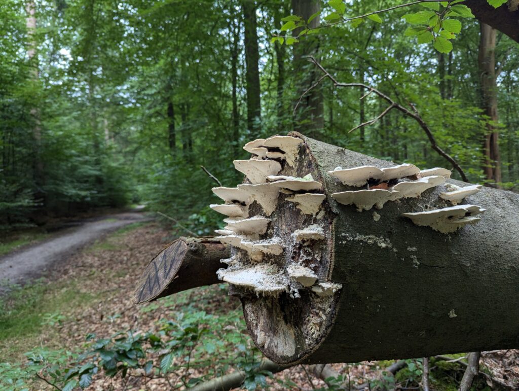 10 dagen op het Pieterpad - Wandelen in Nederland 10 dagen op het Pieterpad - Wandelen in Nederland